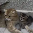 قطط سكوتش للبيع
