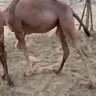 قعود وبكرة على الحليب