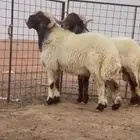 فحول نعيم