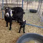 عنز والد معها جفره وحليبها وافر