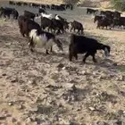 معزا مراح واحد للبيع طيبه