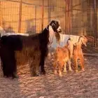 للبيع عنز عارضيه معه توم تيوس