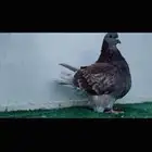 فحل فرش حامل كريمي