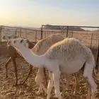 سبع حشو للبيع
