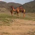 للبيع قعدان مشاريع فحول حمر