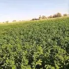 احواض برسيم