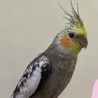 ببغاء كروان للبيع