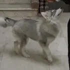 كلب هاسكي عمر 4 شهور تقريبا