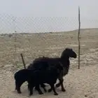تمم البيع
