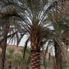 نخل نقايل طول مترين واكثر