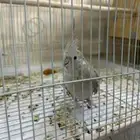 مفقود ببغاء كروان هولندي الي يحصله يتواصل معايا