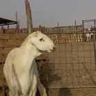 فحل جذع مشروط صنف الصنف