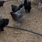 دجاج براهما نوادررر