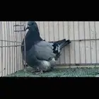 ذكر فرش بلوبار