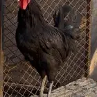 دجاج بلدي اسود