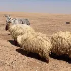 مرايع للبيع شرط
