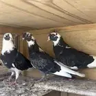 حمام قطيفي للبيع