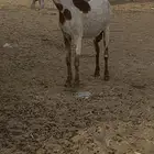 عنزا هولنداي