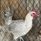 دجاجه فيومي