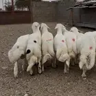خرفان جبره