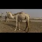 بكره كفووو