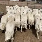 طليان حريه مناسبات