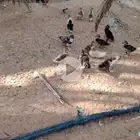 بط بلدي للبيع