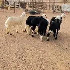 غنم نجد للبيع