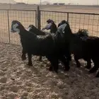 جفرات عوارض جذعات