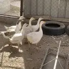 وز بلدي للبيع