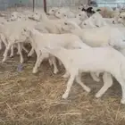 بهم تربيه