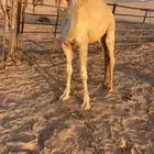 للبيع قعود كفو