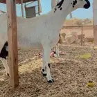 تم البيع