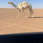 ضروبه رباع