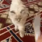 قطو تبني