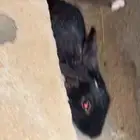أرنب للبيع
