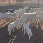 غنم حريات