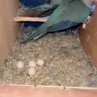 جوز كويكر انتااج