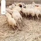 رخال رفيدية تربية محايل عسير