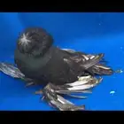 بخارى اوبال