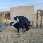 للبيع تيس عارضي