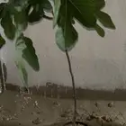 شتلات تين كميات