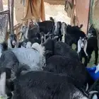 تيوس وجفار للبيع