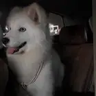 سامويد ماهي مهجنا عمرها تقريبا  6 شهور انثى انسامت ب 6000