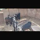 تيوس وجفار مندي