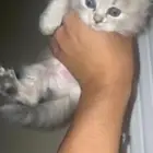 قطط للبيع شيرازي وسكوتش