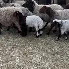 غنم نعيم مواليد