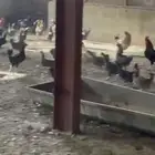 دجاج بياض