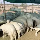 طليان حري شحم واطراف