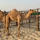 قعود سلاله طيبه